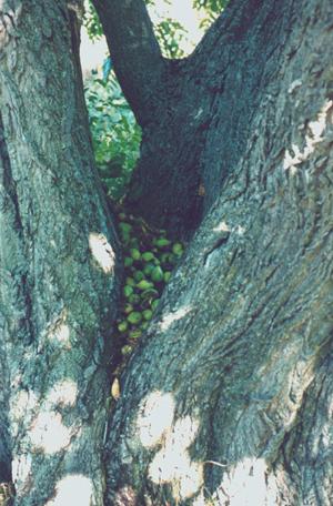 a red squirrel's cache of butternuts in a fork of the tree
