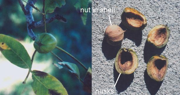 shagbark hickory fruit