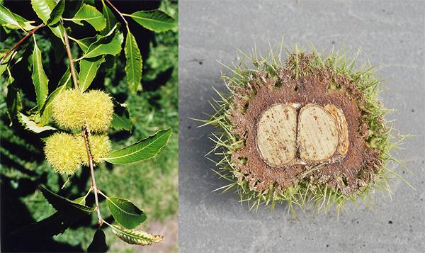 American chestnut fruit
