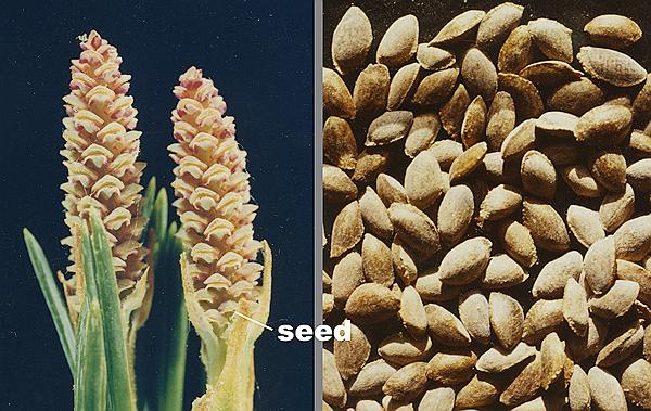 eastern white pine nuts