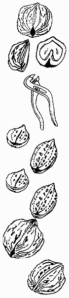 nuts