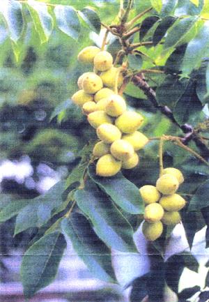 Bates Heartnut