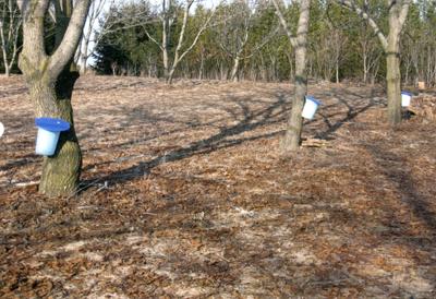 tapping heartnut trees